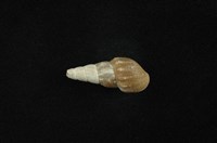藏品(塔蜷)的圖片